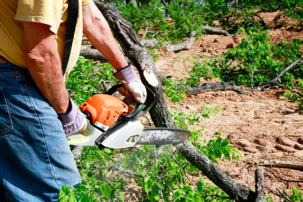 Tree Service Company in Blacksburg, VA